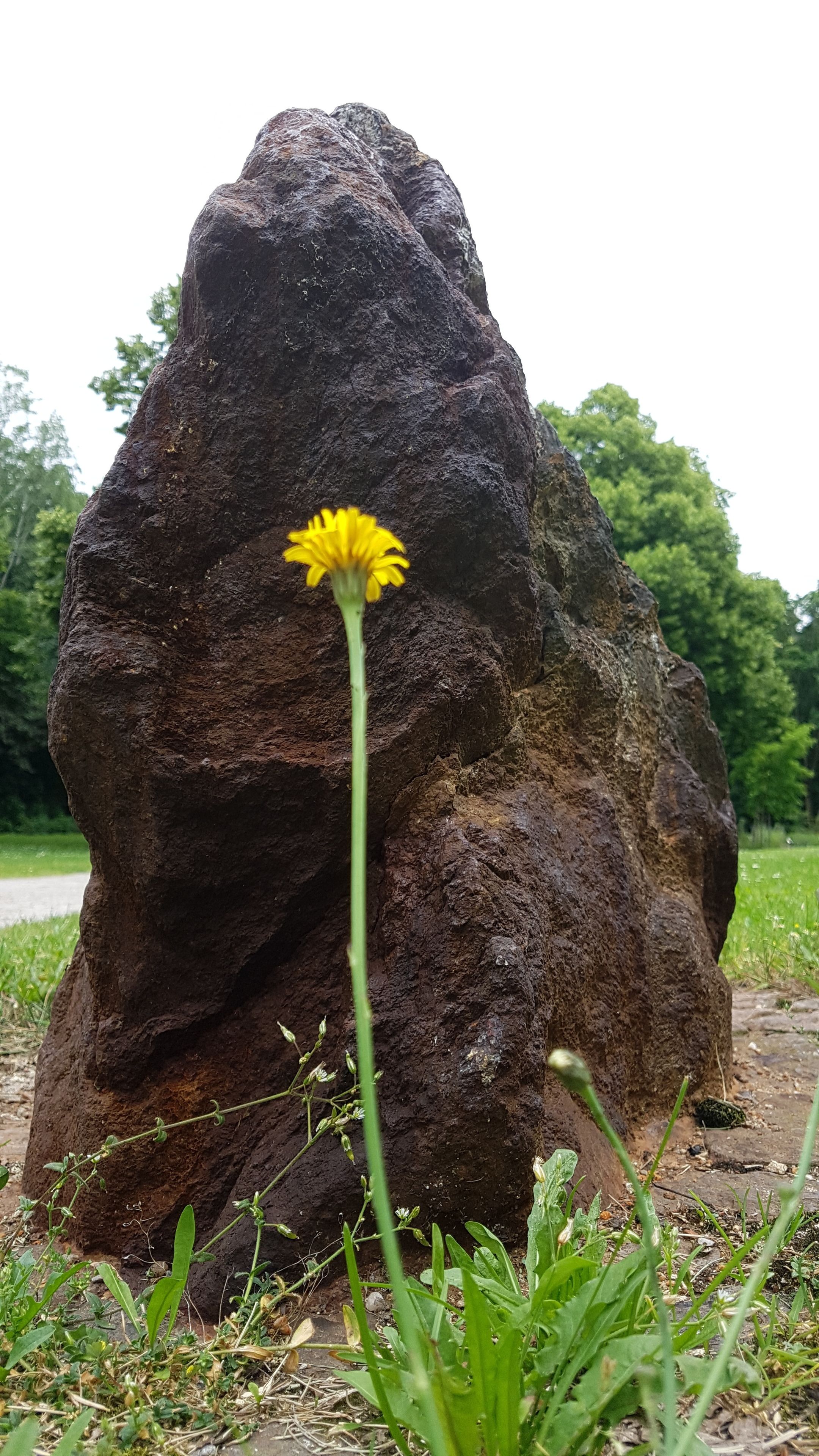 Une grande formation rocheuse, avec une seule fleur jaune au premier plan.