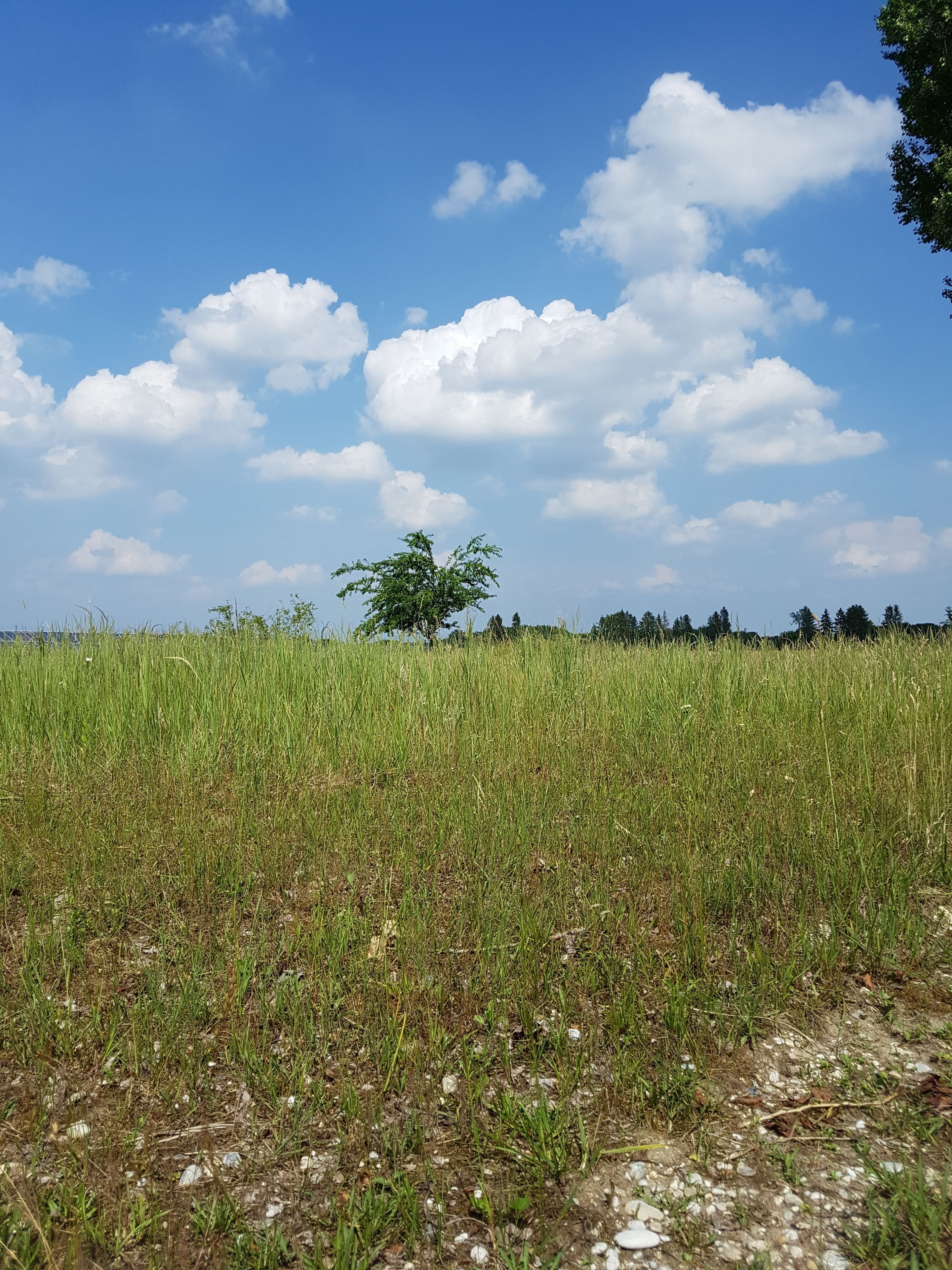 A field with tall grass and a tree in the distance under a clear blue sky.