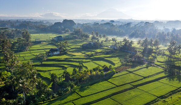 Una vista panorámica de campos de arroz en terrazas con casas tradicionales integradas en el verdor.