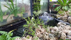A small water feature with plants and rocks. - Coffee Station Hostel (Udon Thani)
