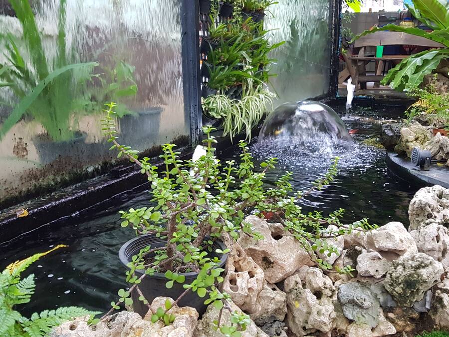 A small water feature with plants and rocks.