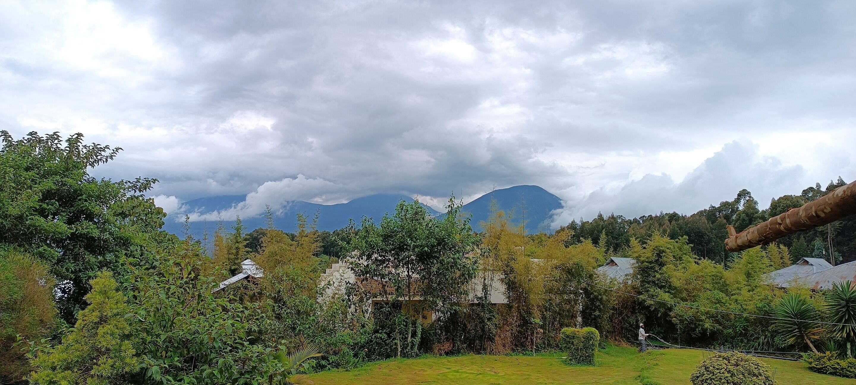 A lush garden with a variety of trees and shrubs, a stone staircase leading up, and a mountain in the background.