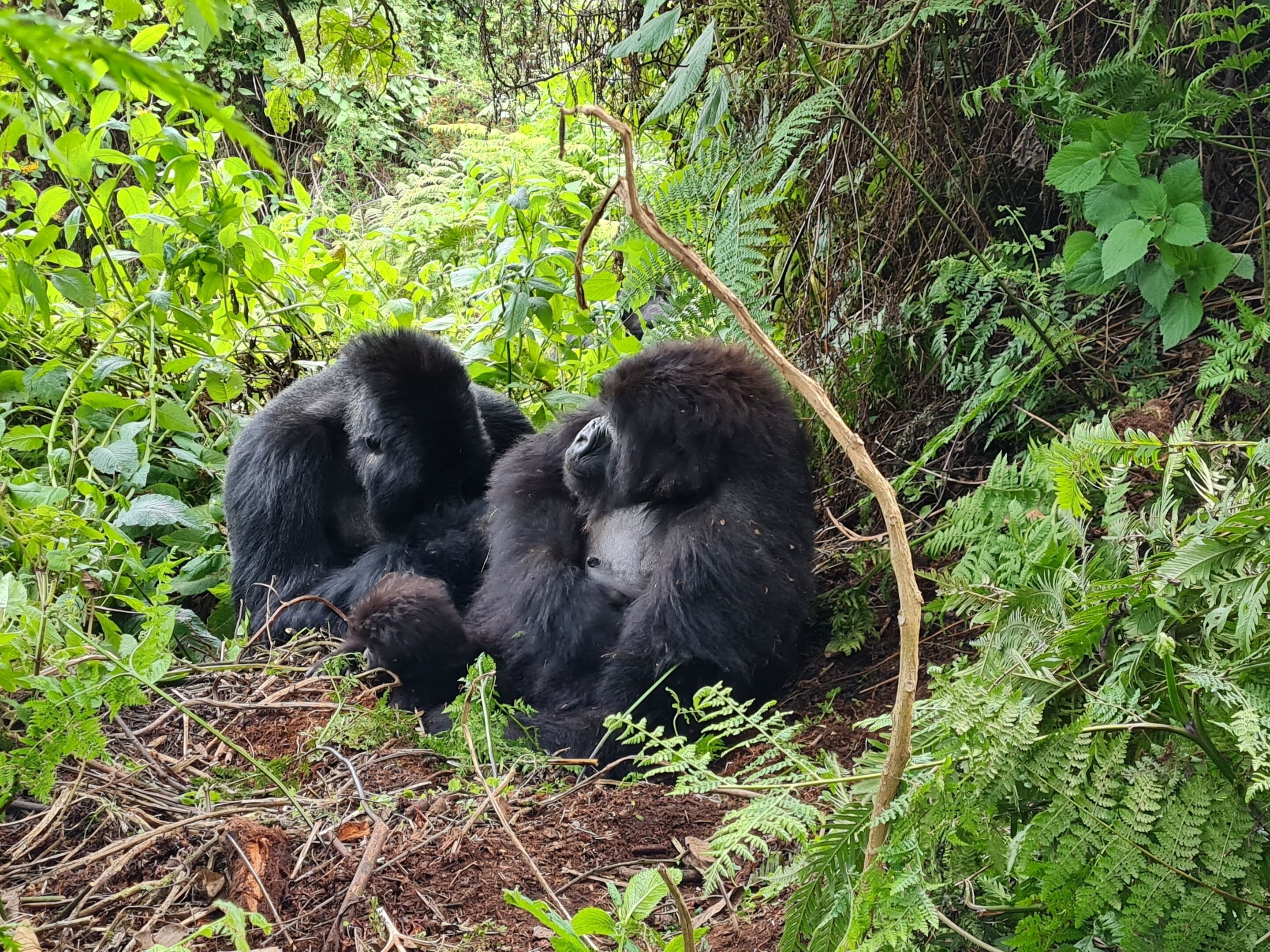 Dois gorilas sentados em uma área florestada verdejante e exuberante.