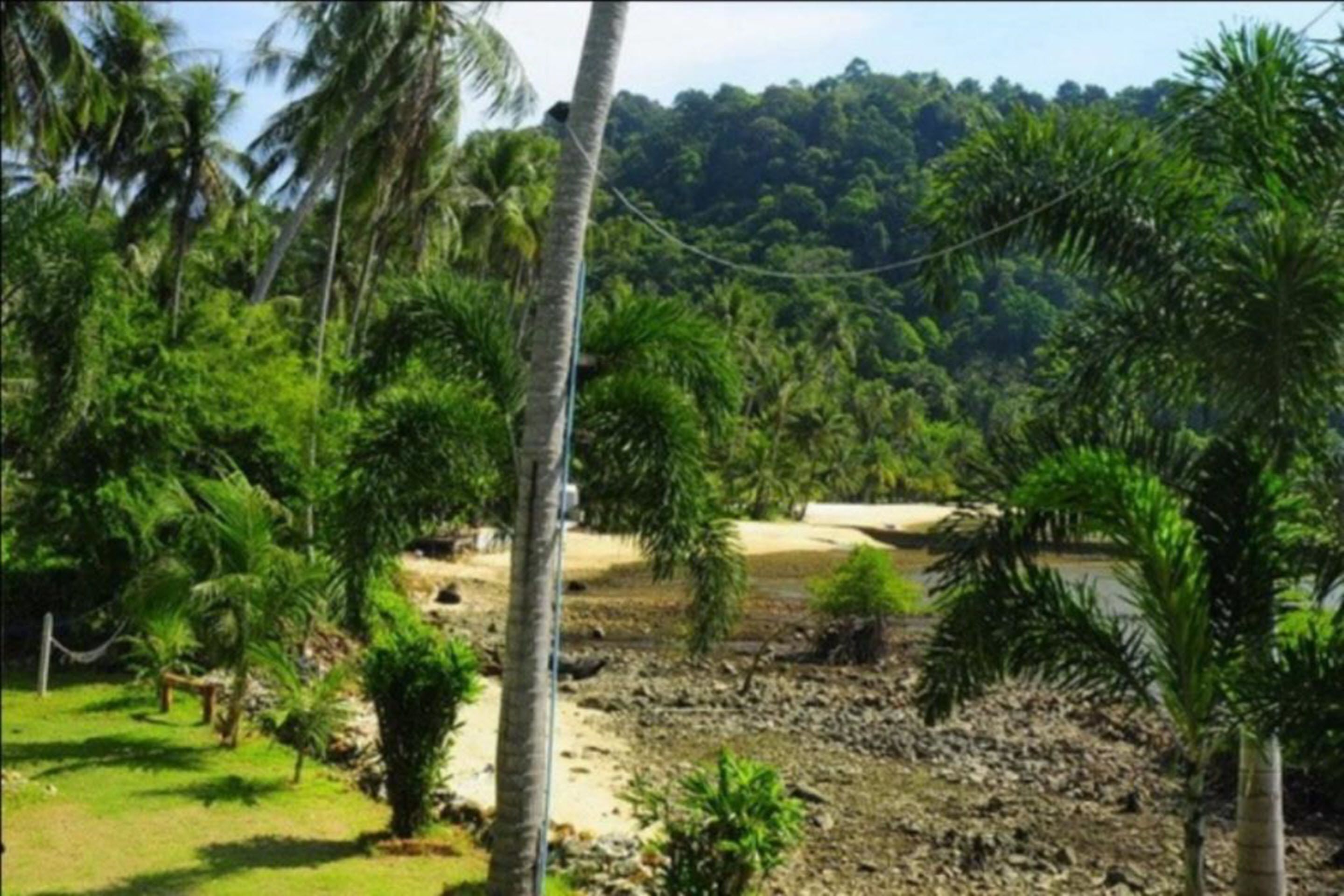A tropical landscape with palm trees, a sandy area, and a forested hill in the background.