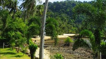 A tropical landscape with palm trees, a sandy area, and a forested hill in the background.