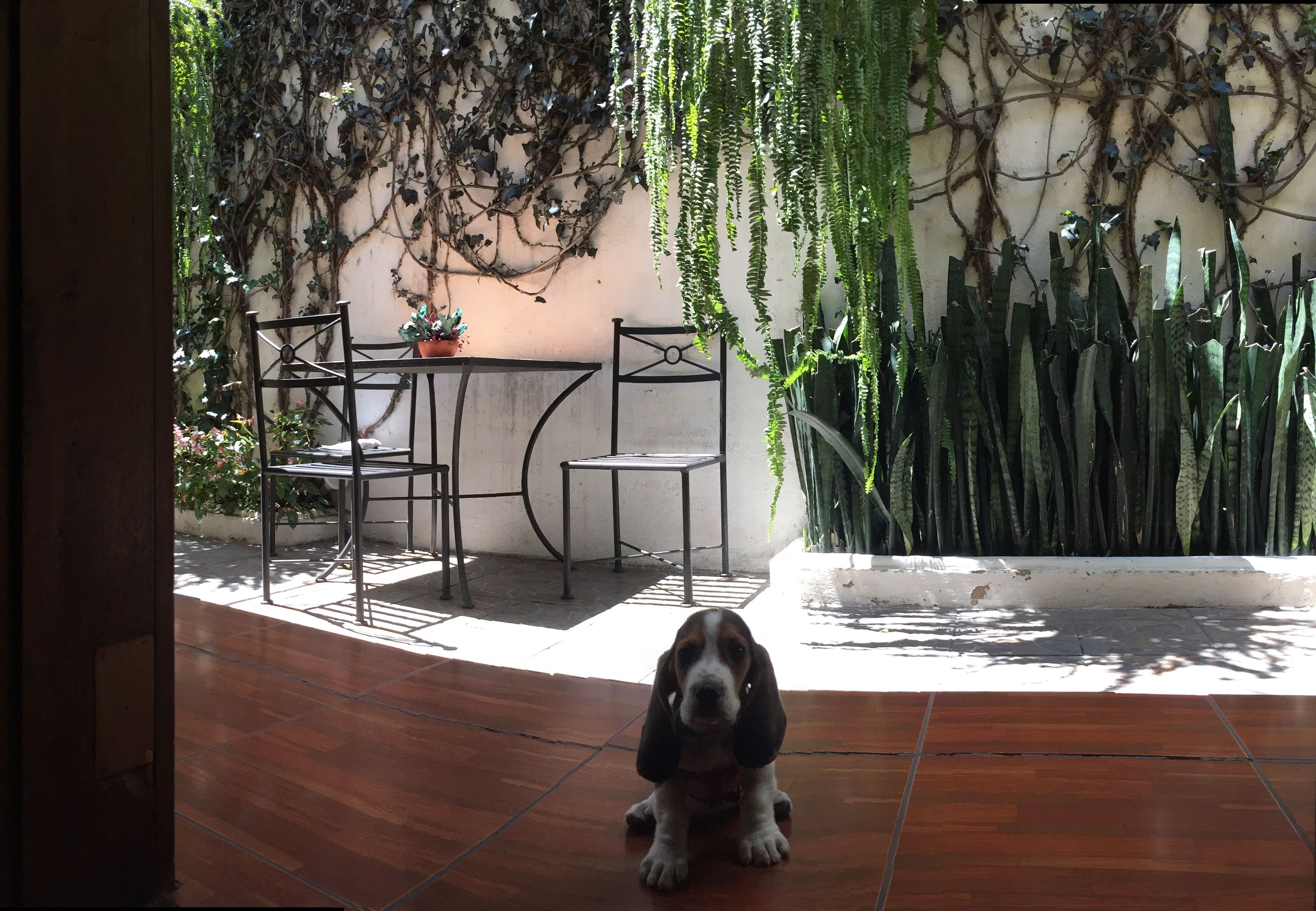 Foto - Hostal Antigua