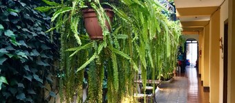 Hostal Antigua - Hostel