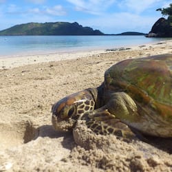 On the beach, snorkelling