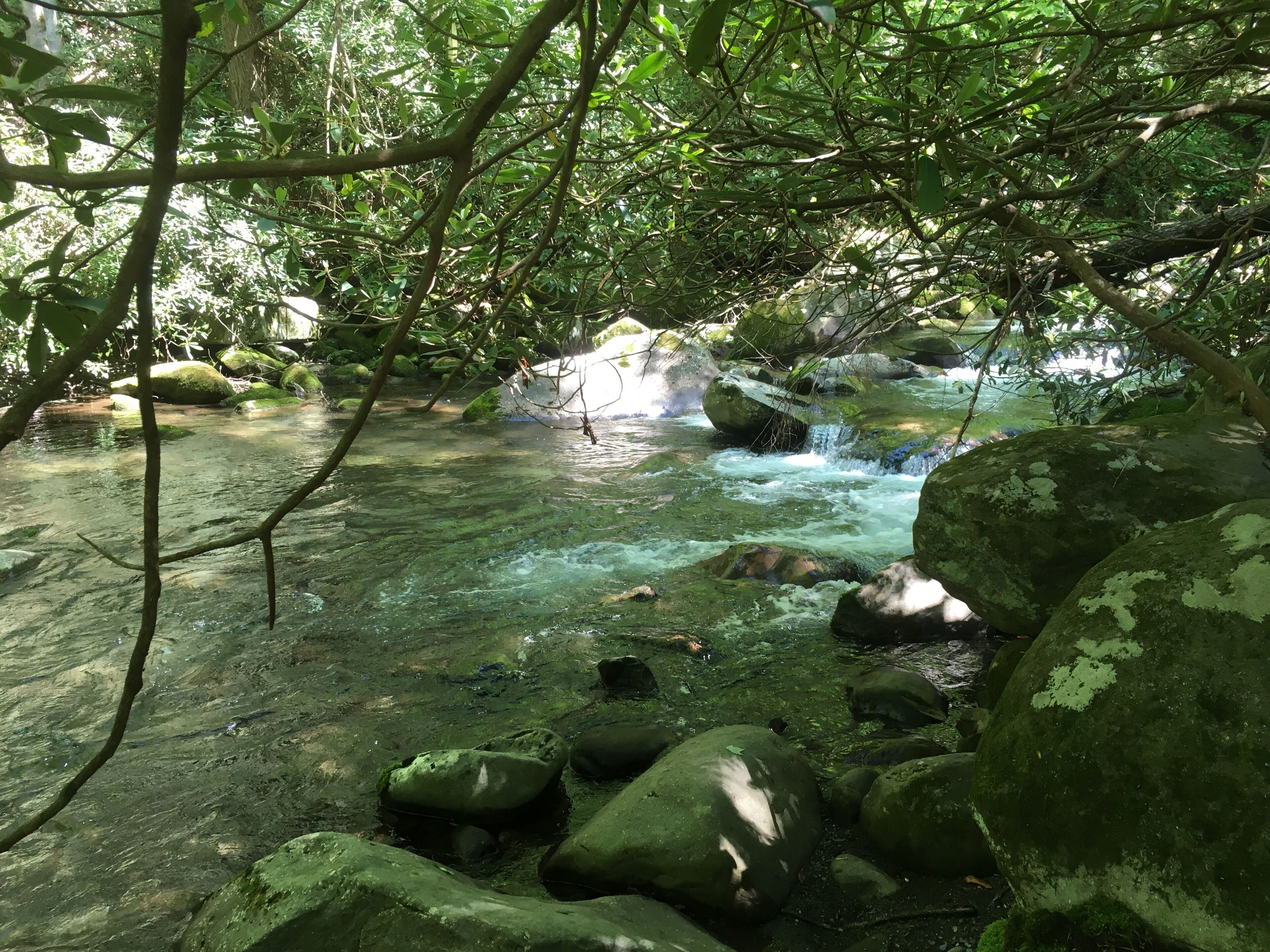 A natural stream with clear water, surrounded by rocks and dense foliage.