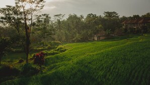 Un champ verdoyant et luxuriant, avec un arbre et une petite construction au premier plan.