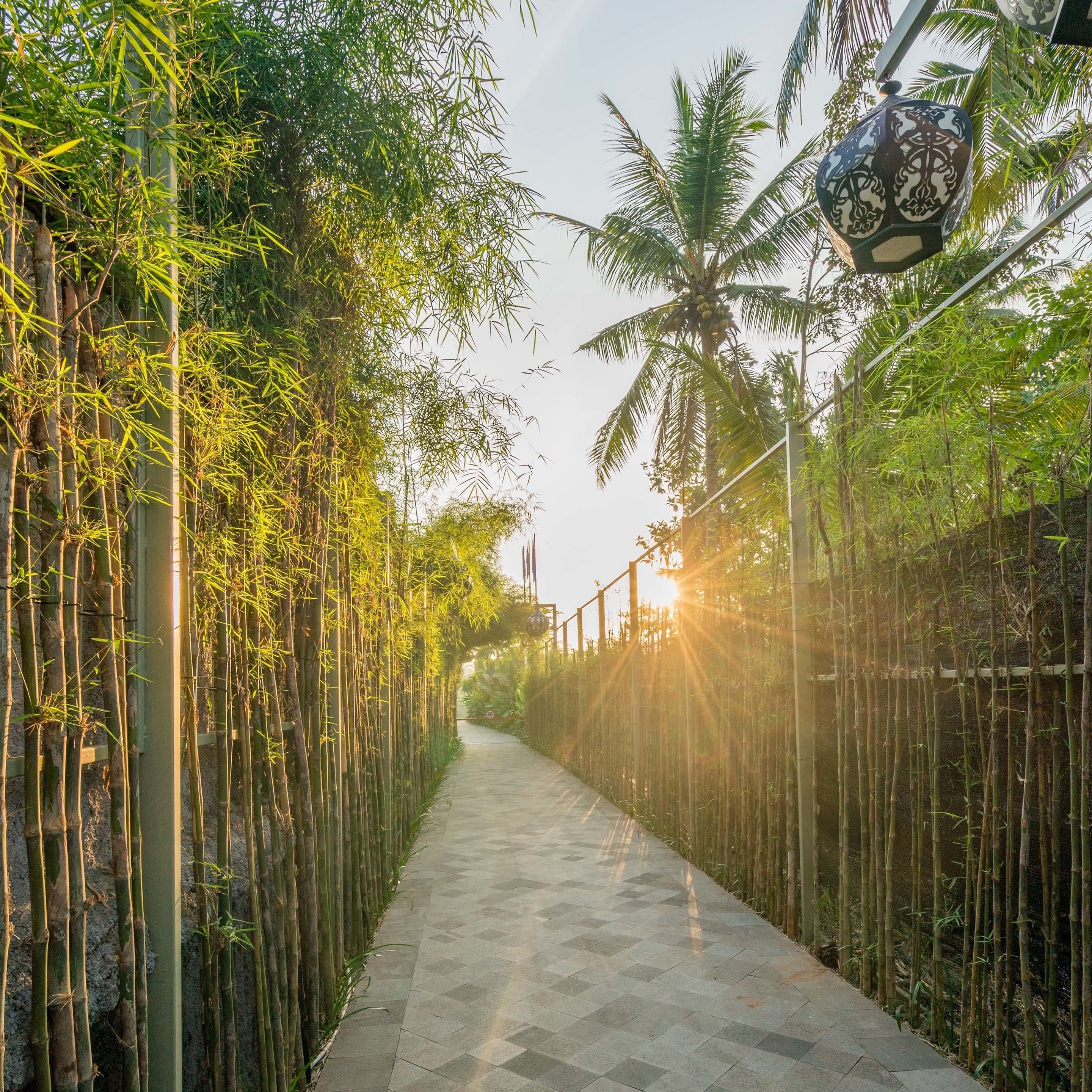 A pathway lined with bamboo and palm trees, leading towards a building with a patterned roof.