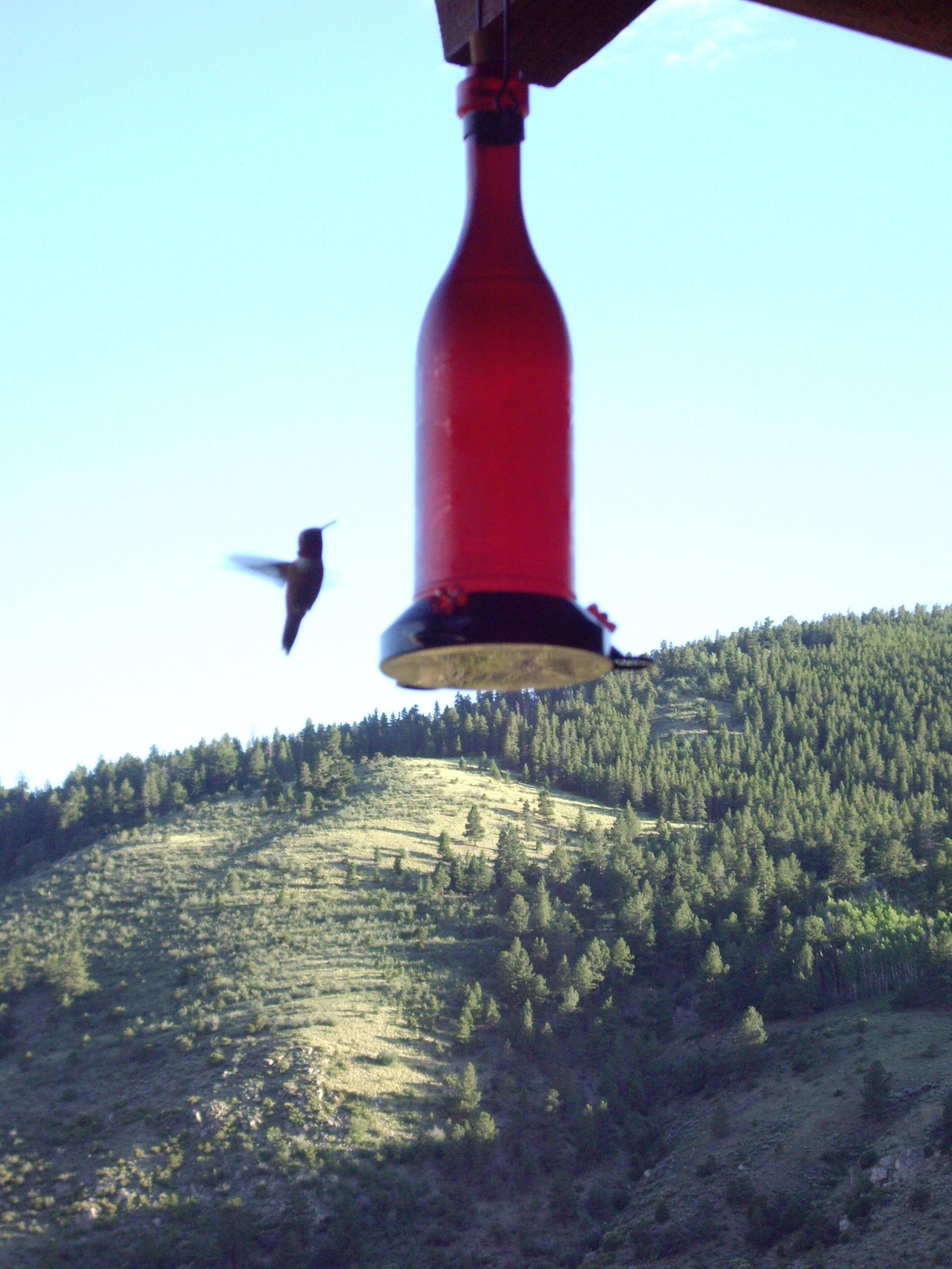 A red bottle with a label, a bird flying in the background, and a forested hillside.