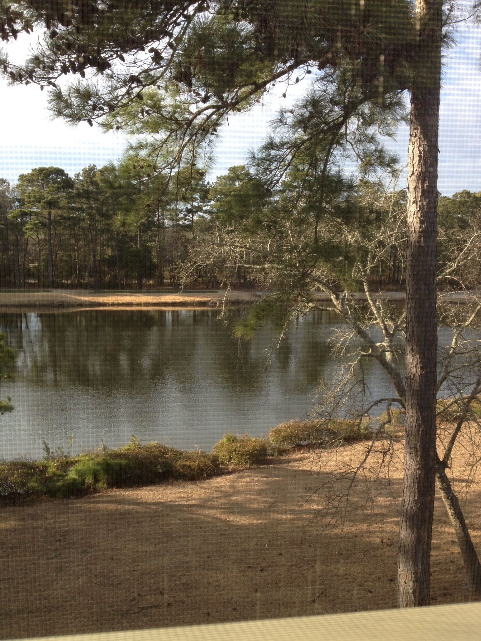 A tranquil outdoor setting with a lake, trees, and a clear sky.