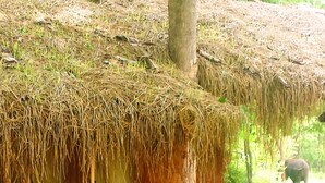 A rustic hut with a thatched roof, a small window, and a door. There are potted plants and a pathway leading to the hut. - Greenwood Udawalawa Safari Resort (Udawalawa)