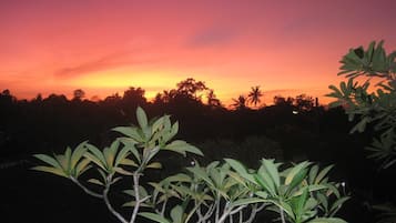 Atardecer con siluetas de palmeras y cielo despejado.