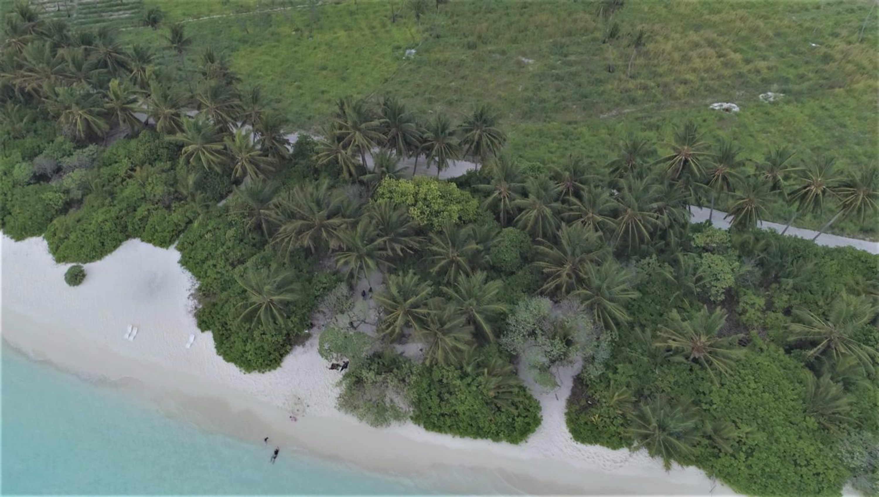 Vue aérienne d’une plage bordée de palmiers denses et d’un rivage sablonneux.