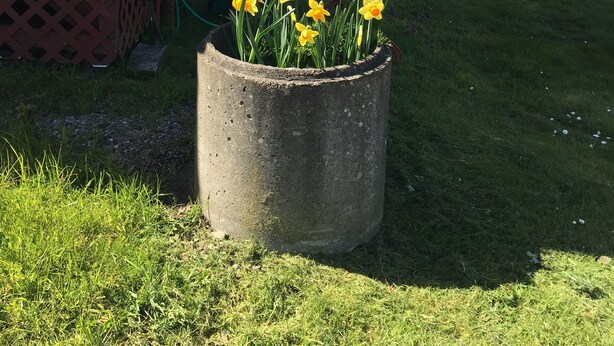 Una jardinera de concreto con narcisos en un césped junto a un edificio rojo.