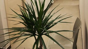 Een hal met een glazen tafel en stoelen, een plant in pot en deuren.