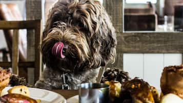 A dog sitting at a table with various dishes, including sausages and potatoes.