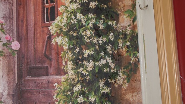 A rustic wooden door with a window, surrounded by climbing white flowers. - Center Villa (Bergen)