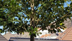 A tree with dense foliage in front of a building with a dark roof and white walls. - Skuteviken Apartments (Bergen)
