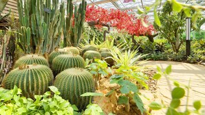 A greenhouse with various cacti and flowering plants, including tall cacti and a tree with red flowers. - CITIC Jinling Hotel (Pinggu)