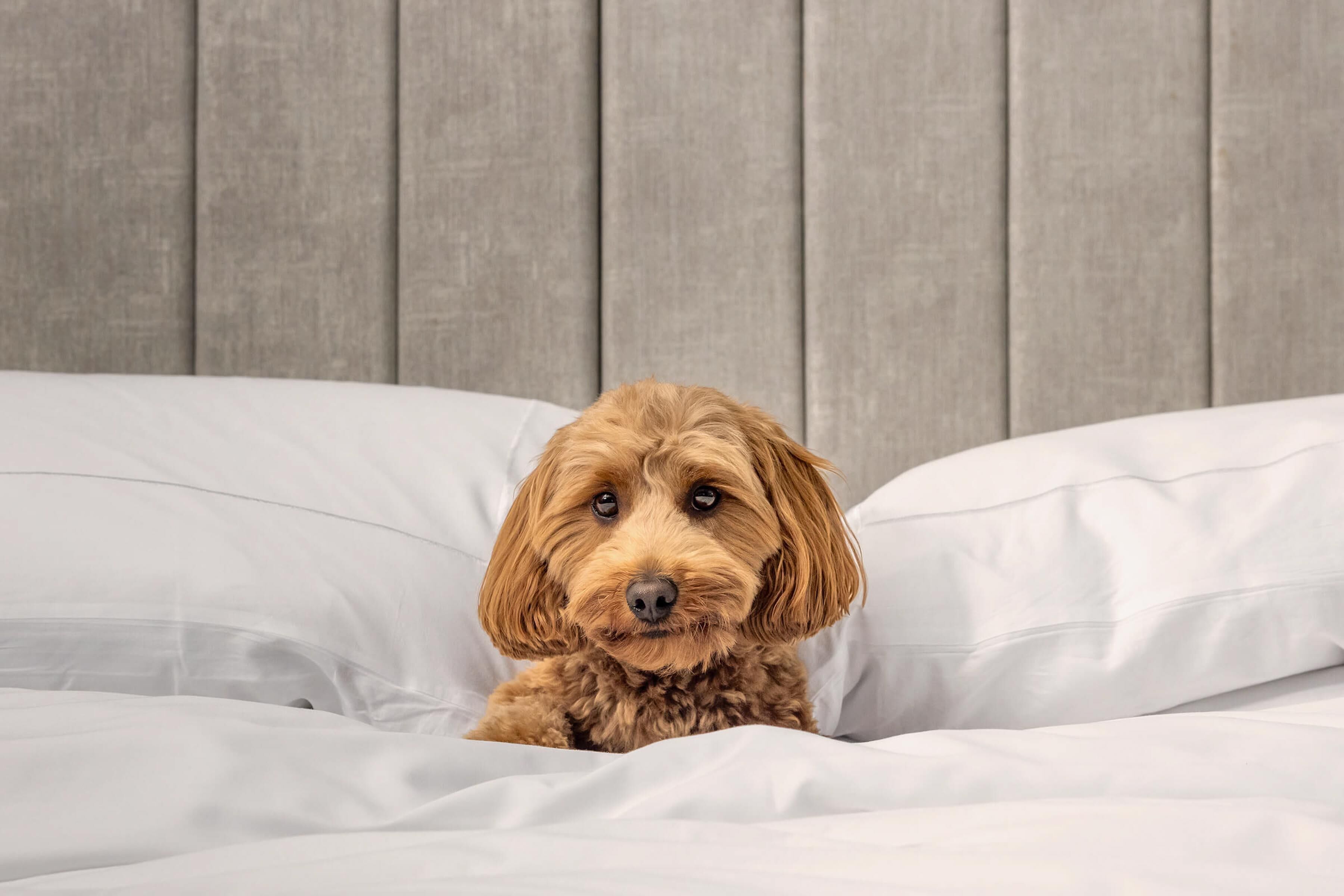 A dog lying on a bed with white bedding and a grey headboard.