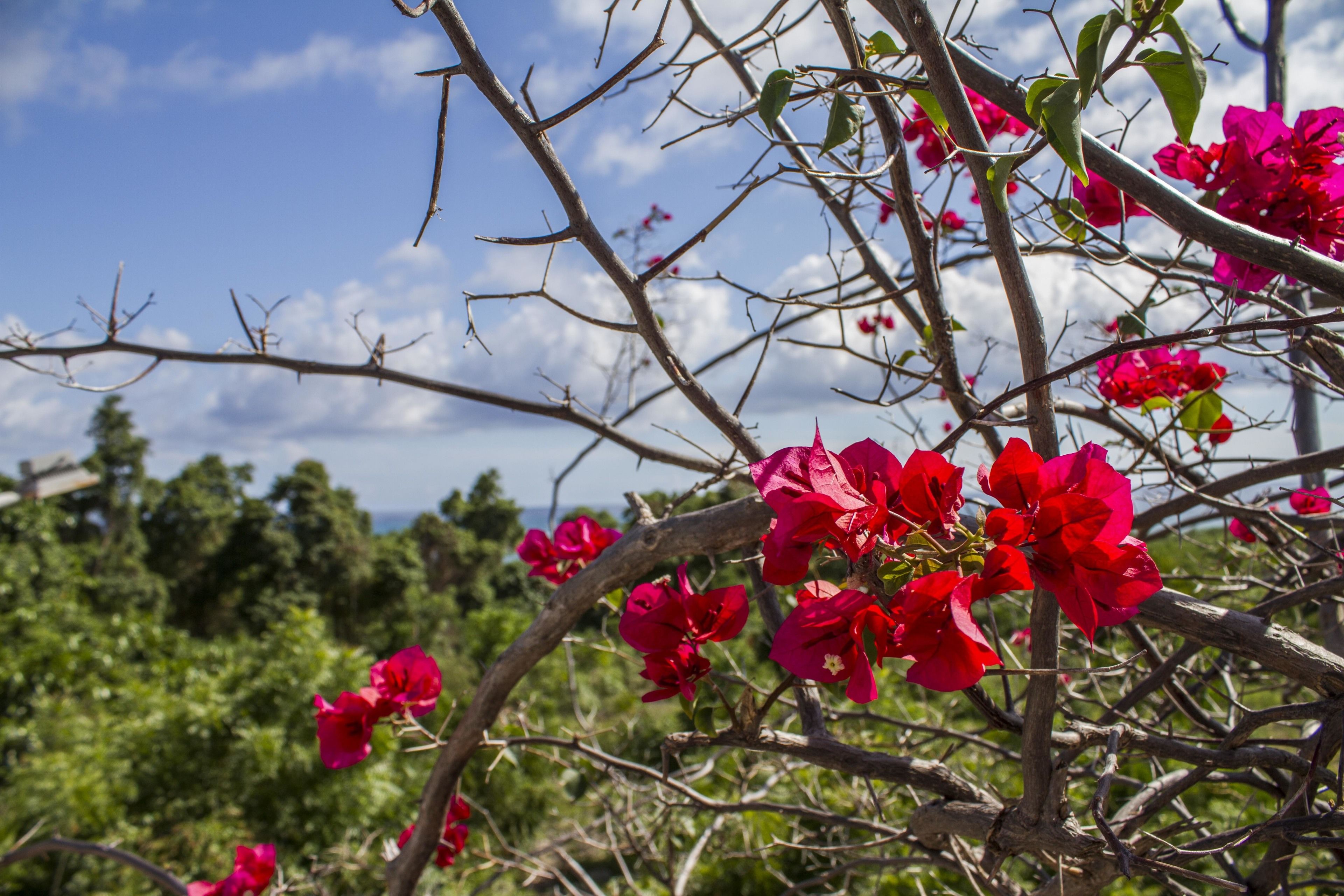 A tree with red flowers and a clear blue sky in the background.