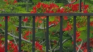 A garden with red flowers and green foliage behind a black metal fence.
