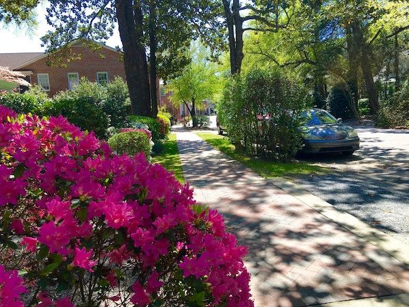A residential street lined with trees and a car parked on the side.