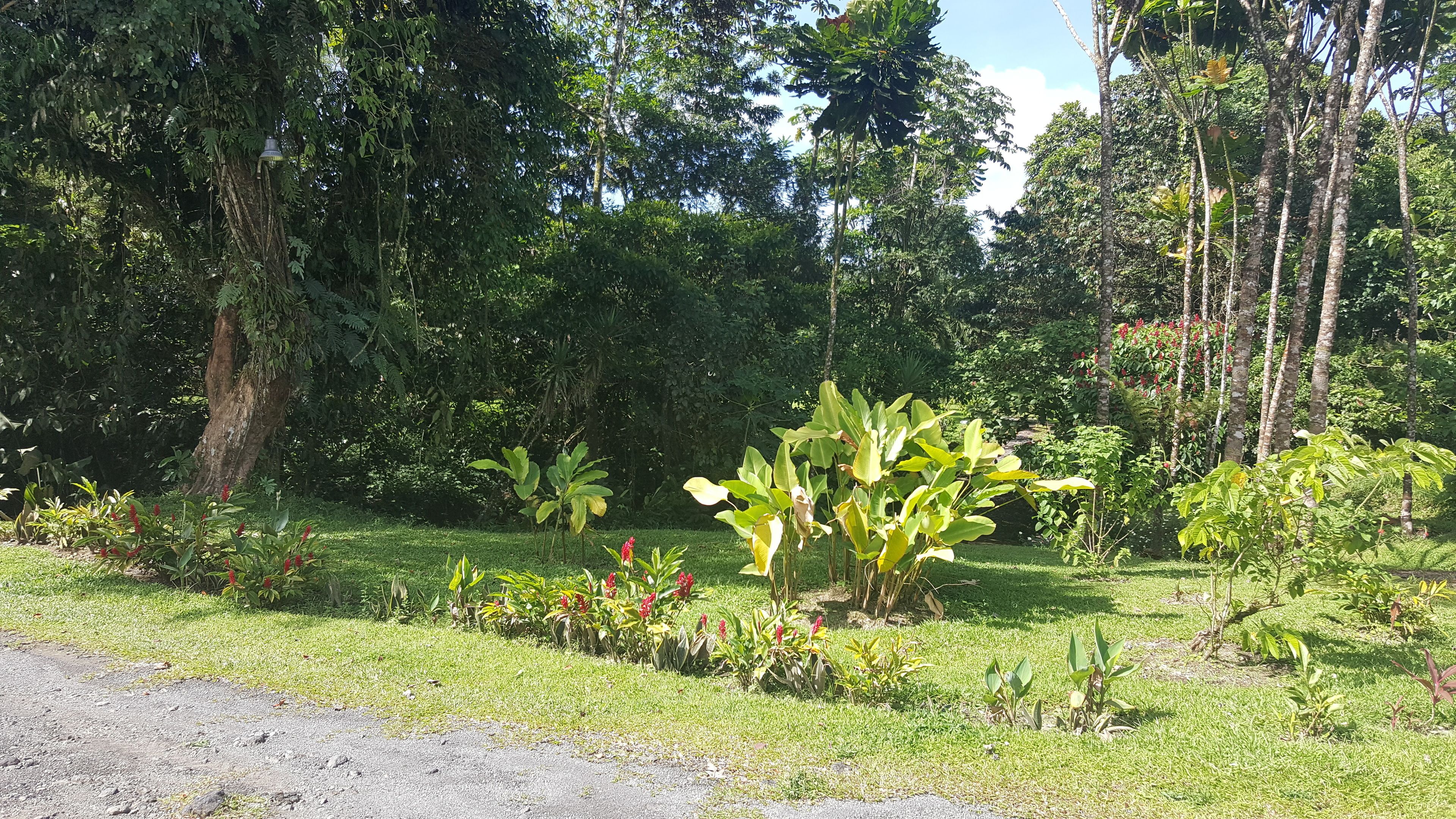 A lush garden with various plants and trees.