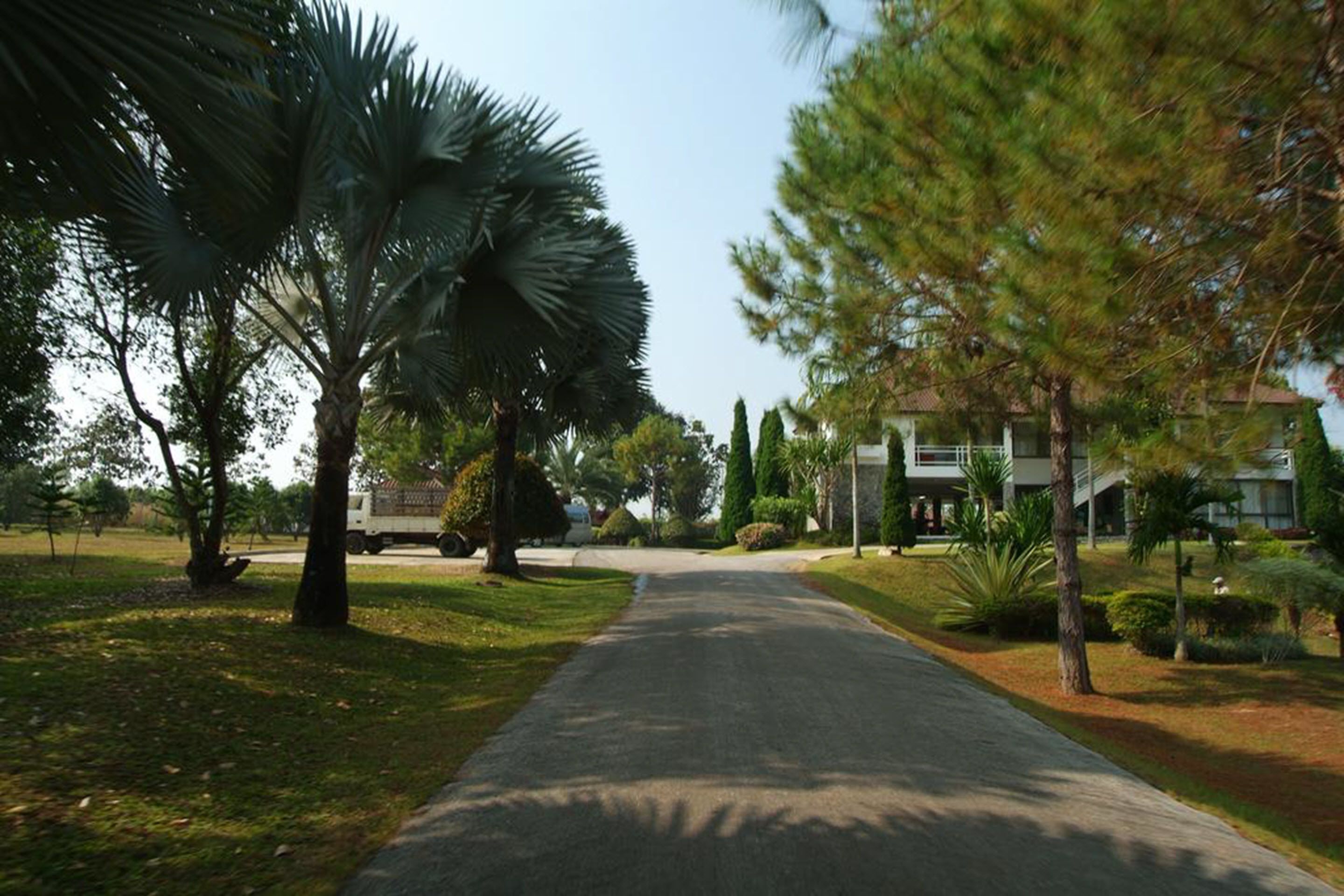 Un camino pavimentado bordeado de palmeras y pinos, que lleva a un edificio moderno con un balcón.