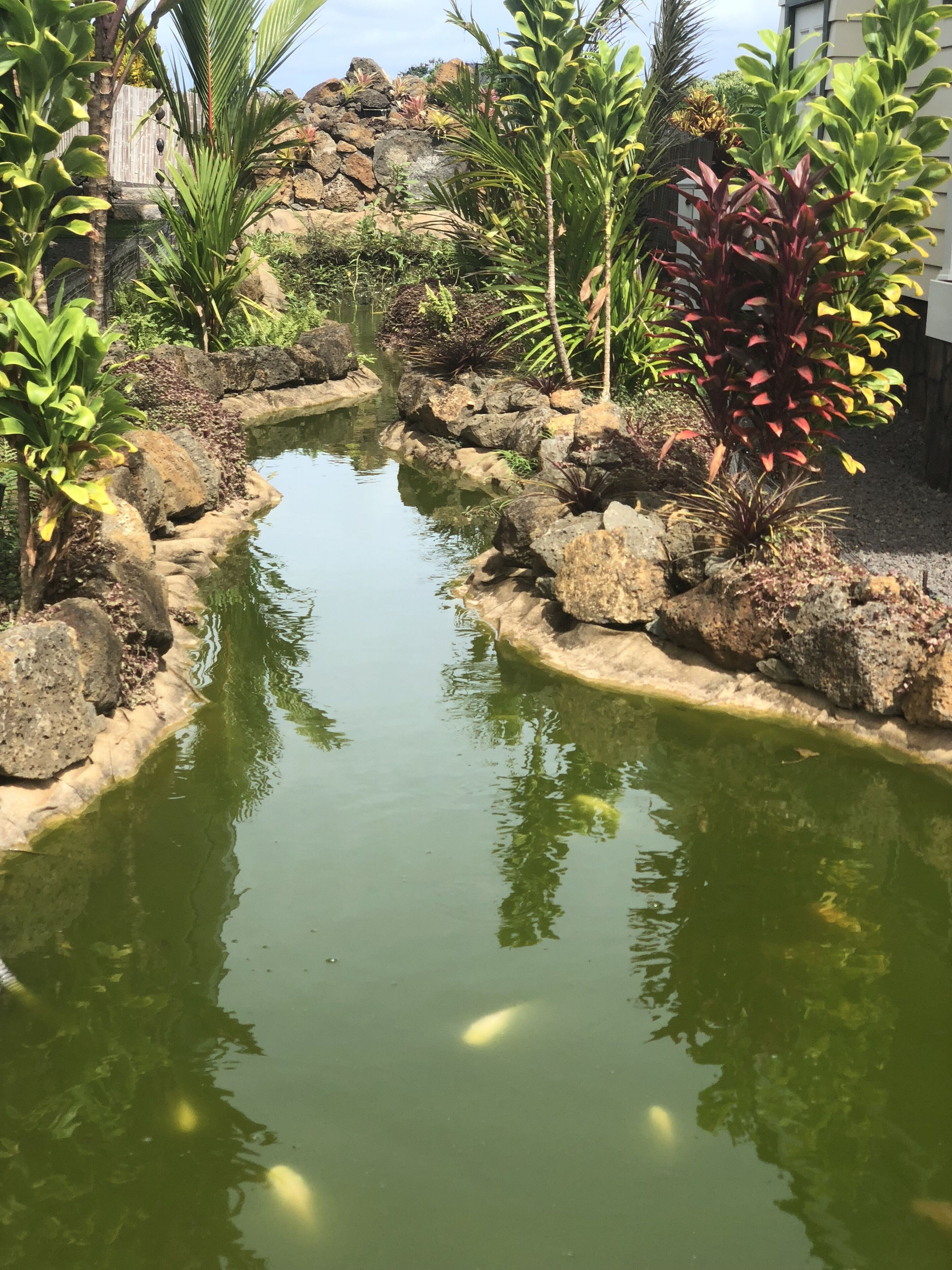 A small water feature surrounded by rocks and various plants.