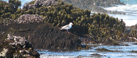 Una spiaggia nelle vicinanze, lettini da mare, teli da spiaggia