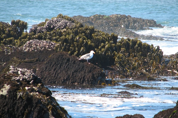 In Strandnähe, Liegestühle, Strandtücher