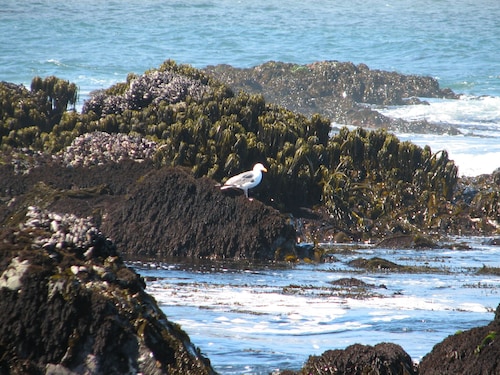 Dog-Friendly, Secluded Redwoods Getaway With Private Hot Tub