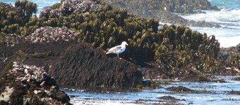 Hondvriendelijke, afgelegen sequoia met sequoia met privé-bubbelbad