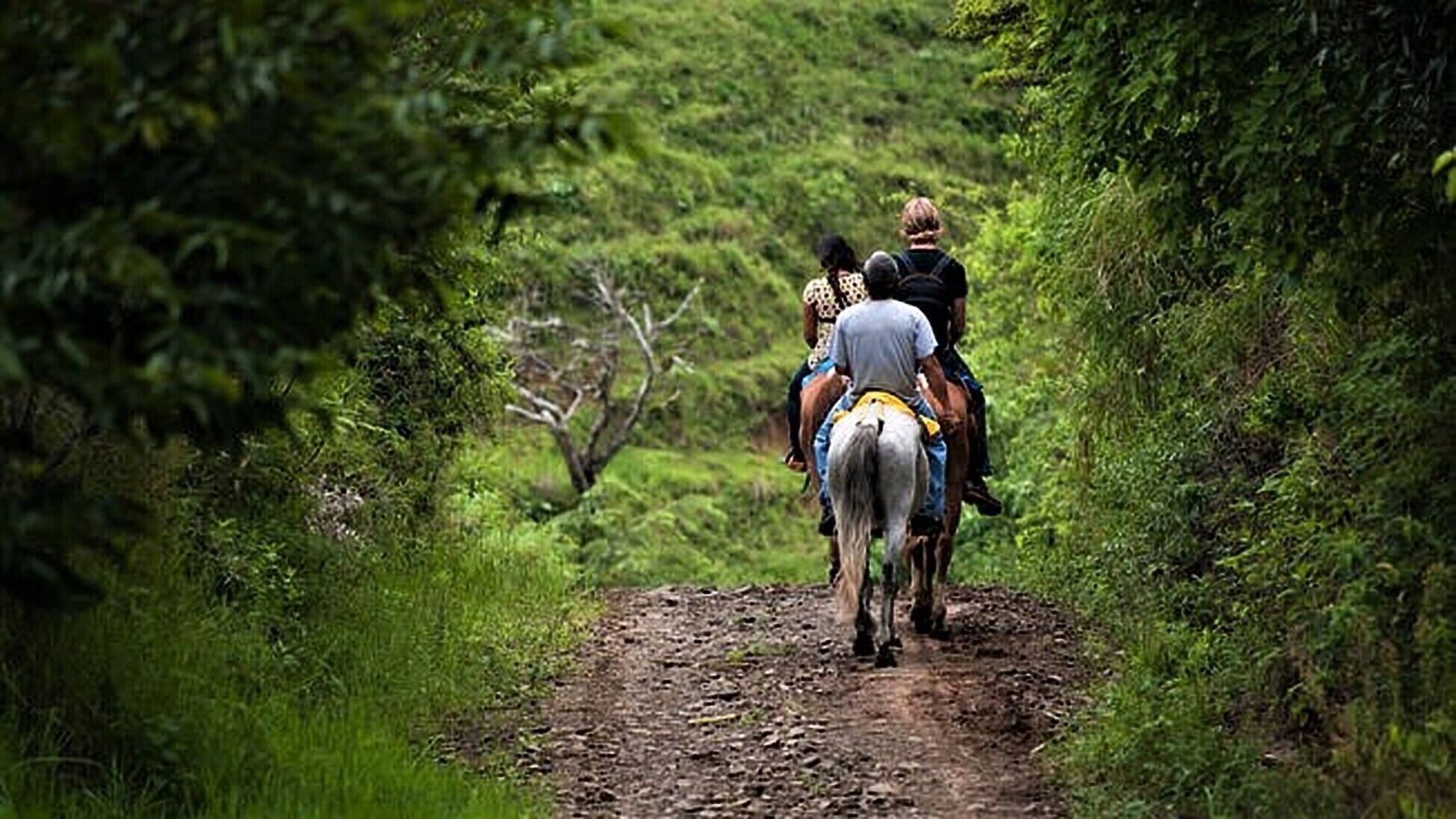 A dirt path surrounded by lush greenery.