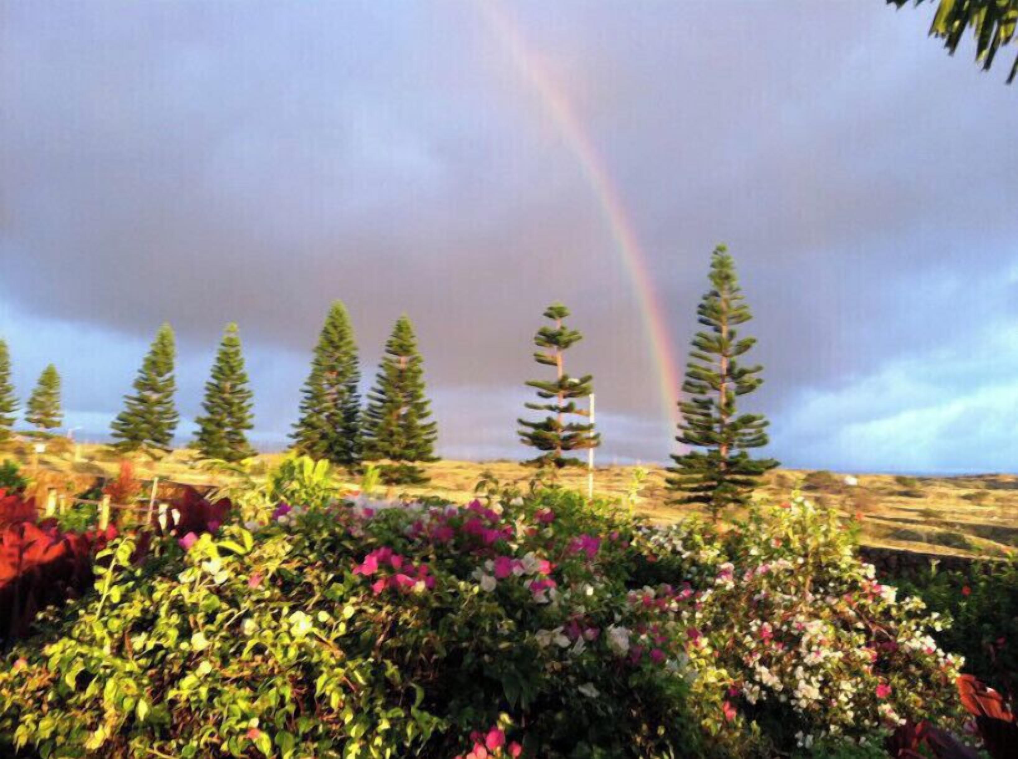 A garden with various plants and trees, a rainbow, and a cloudy sky.
