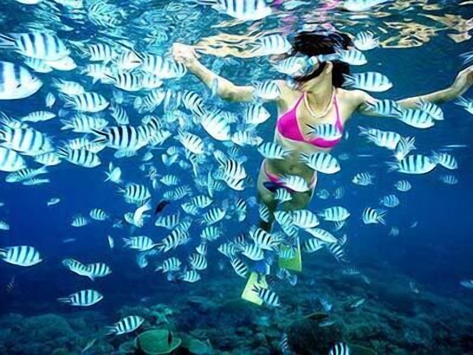 A person swimming with striped fish in clear water.