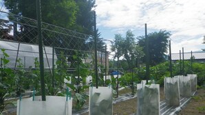 Uma estufa com fileiras de plantas apoiadas por estacas verdes e recipientes plásticos brancos.