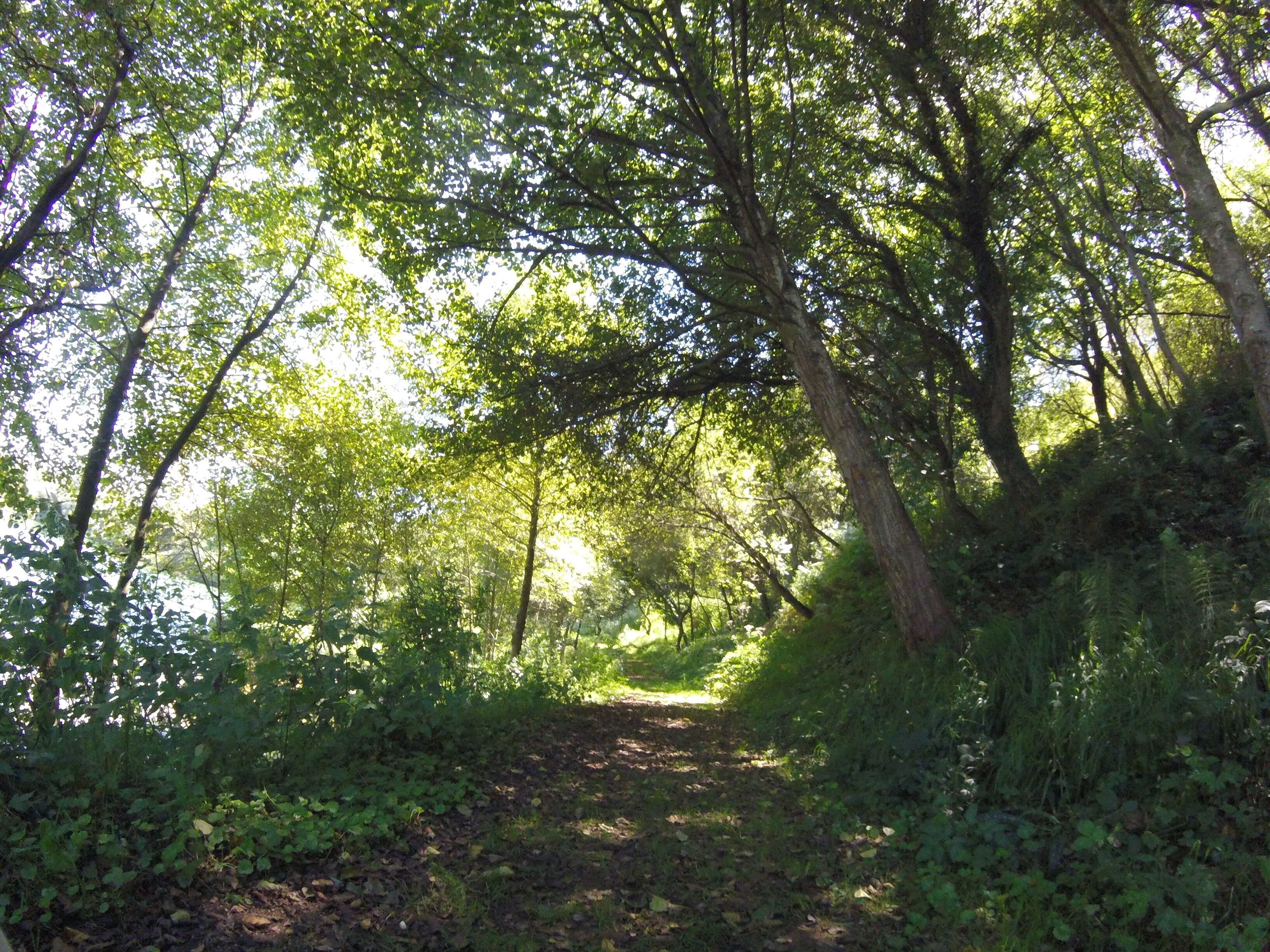A forest path surrounded by dense green foliage.