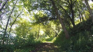 A forest path surrounded by dense green foliage.