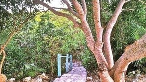 A stone pathway leading through a garden with trees and shrubs.