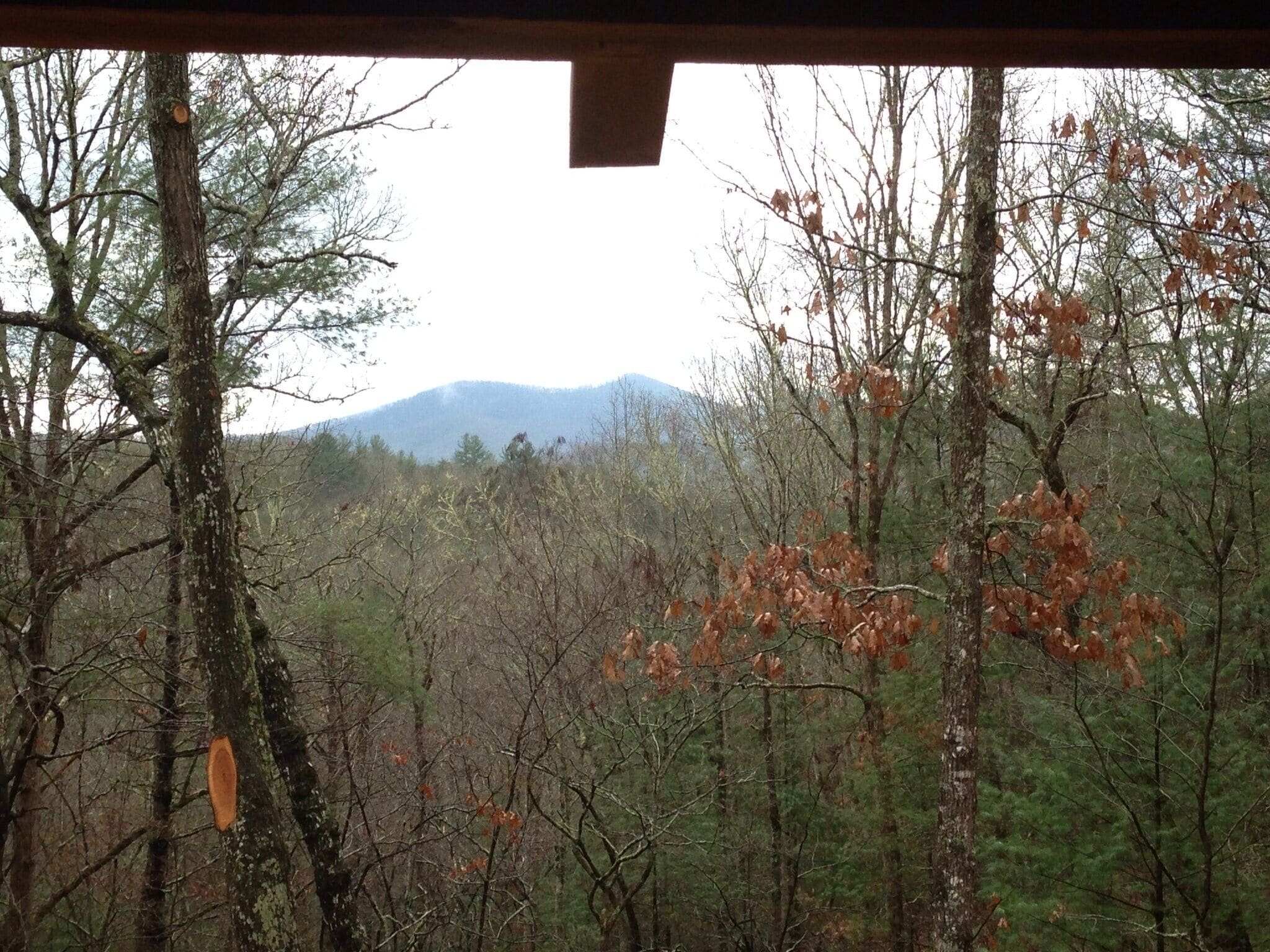 A forested landscape with a mountain in the distance.