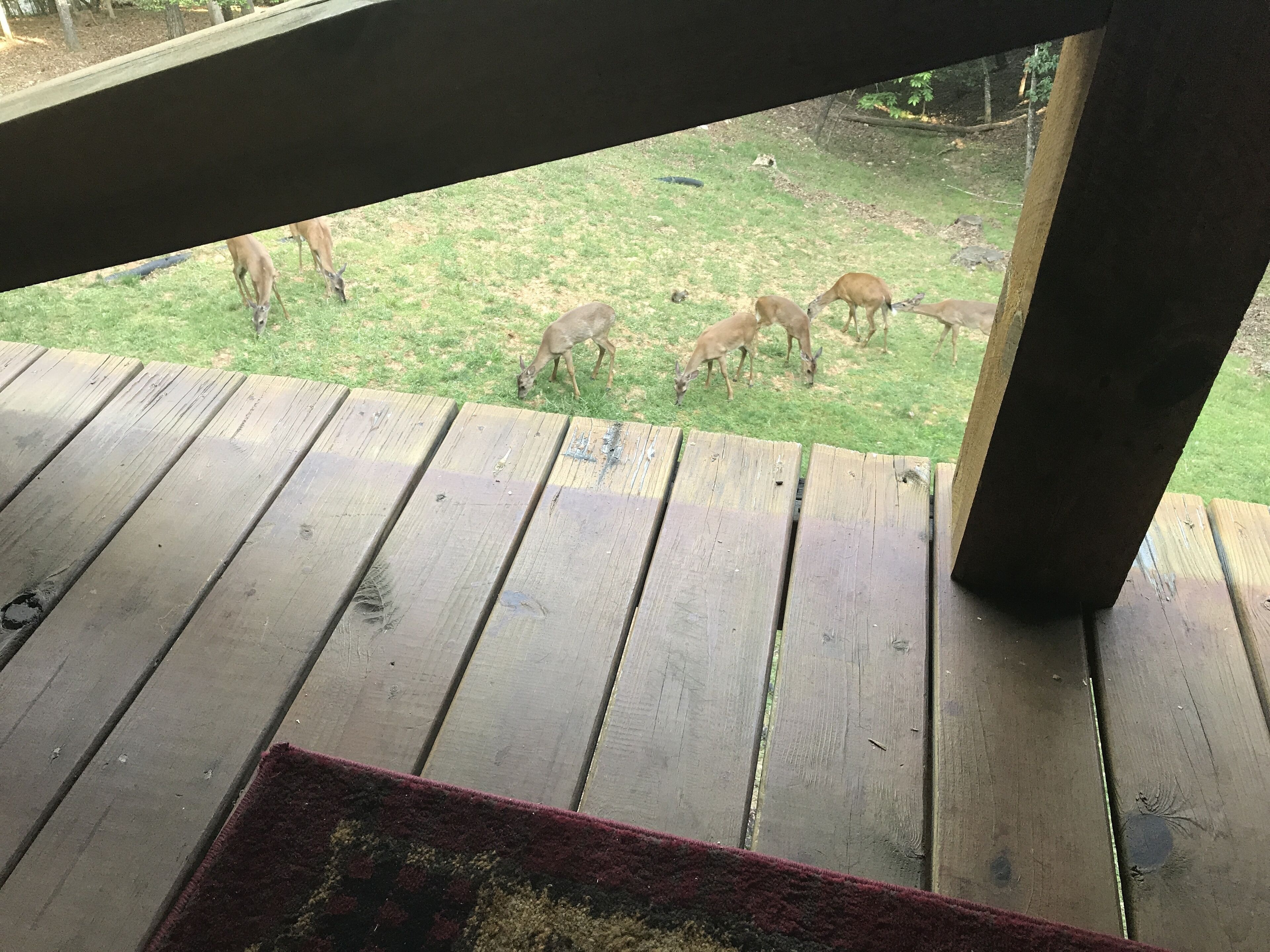 Une terrasse en bois offrant une vue sur des cerfs broutant dans une zone herbeuse.
