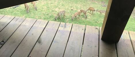 Une terrasse en bois offrant une vue sur des cerfs broutant dans une zone herbeuse.