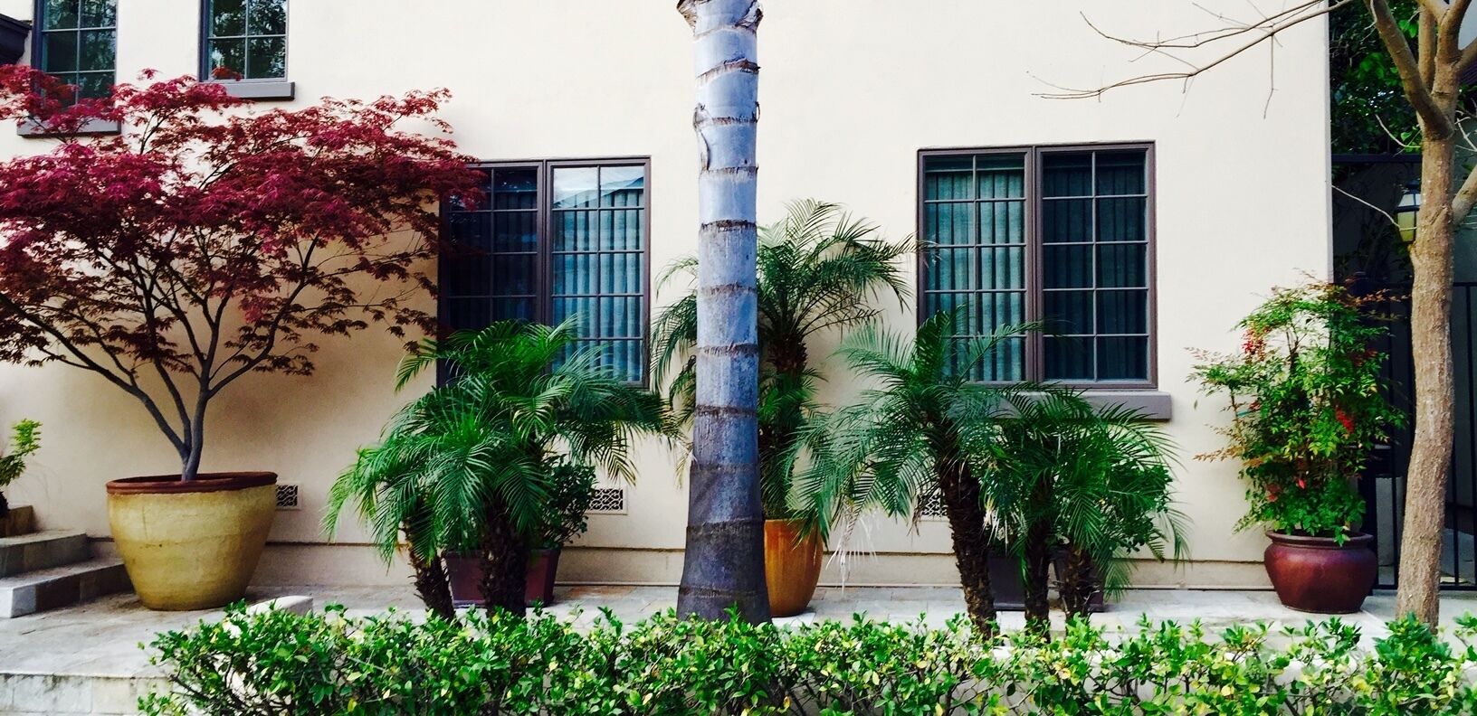 A courtyard with potted plants, a palm tree, and a building with large windows.