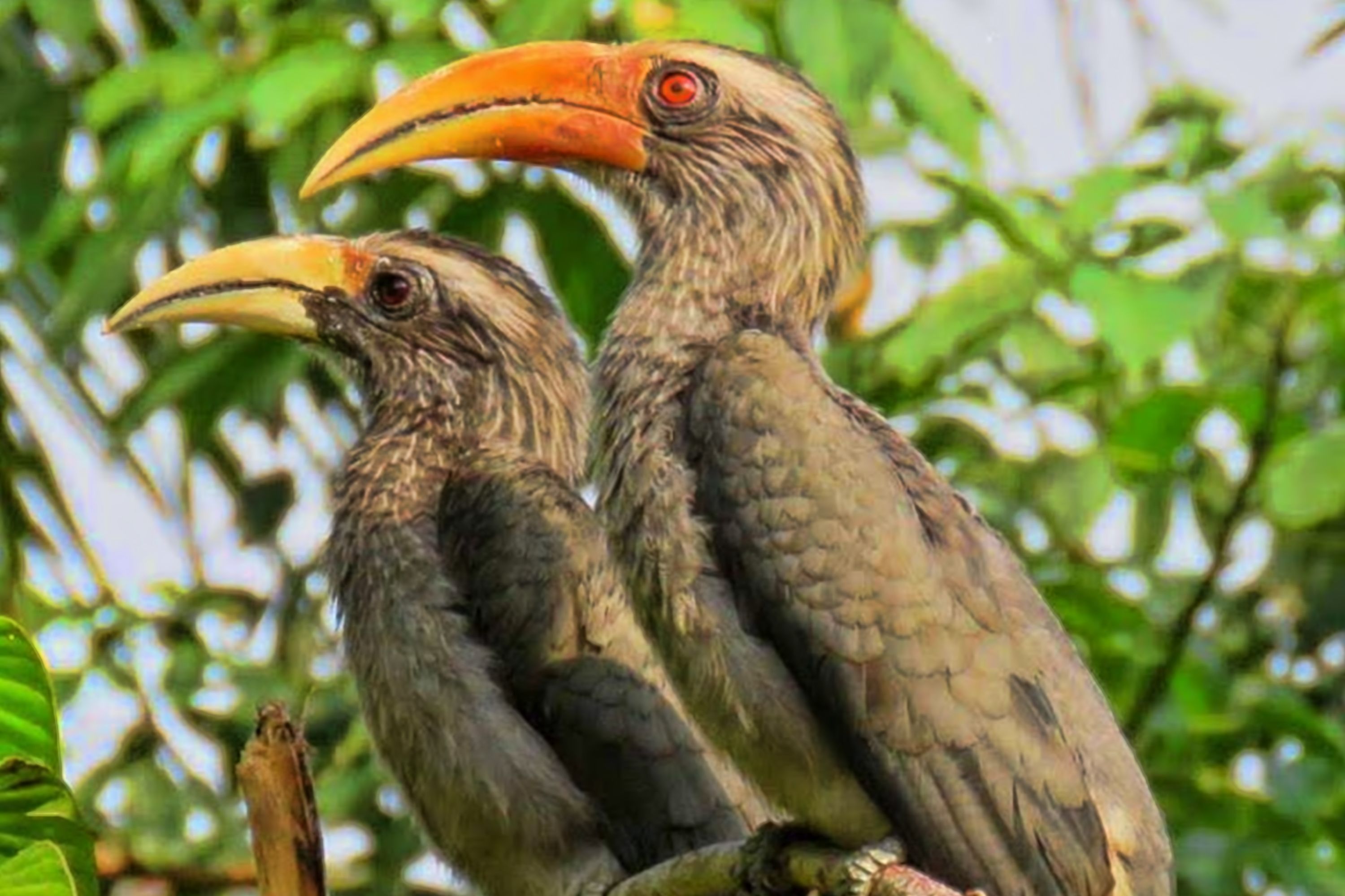 Two birds with large beaks perched on a branch.