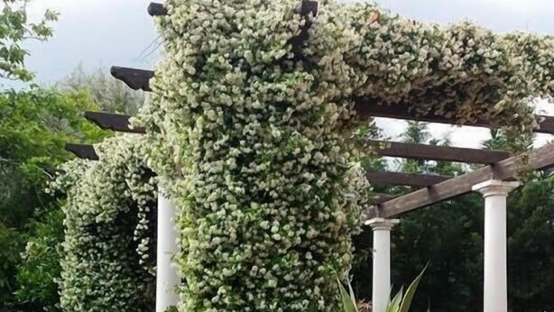 A garden with a pergola covered in climbing plants, a statue, and a potted plant. - Domus Felix (Sorrento)